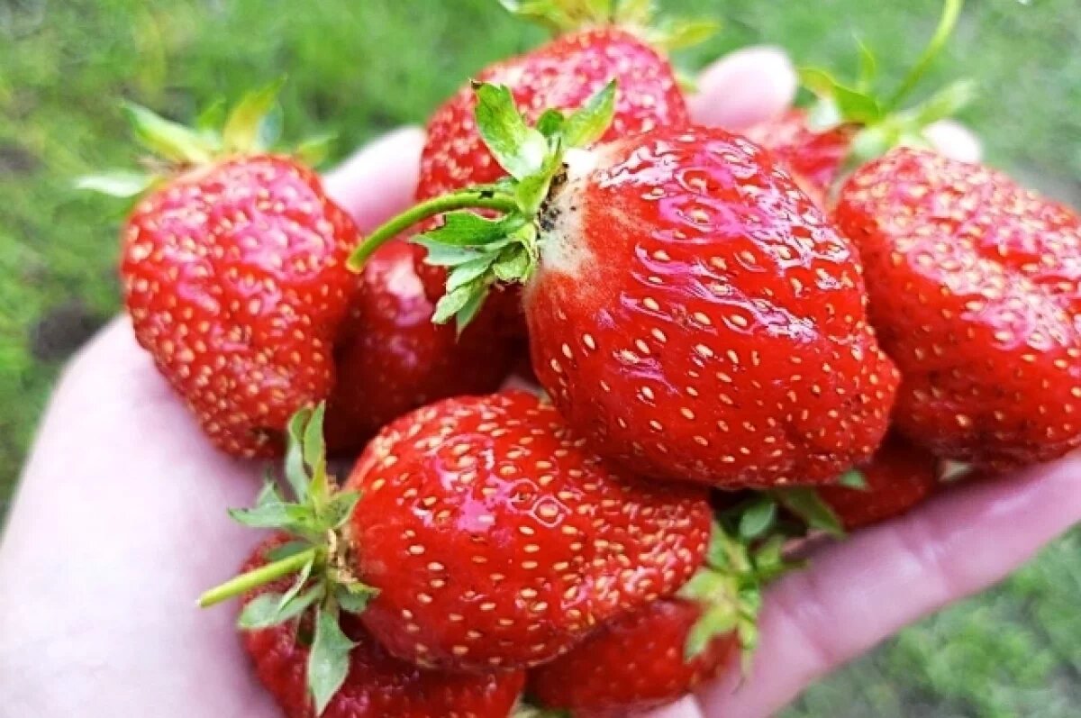    Первый урожай клубники окажется на прилавках в апреле в Краснодарском крае