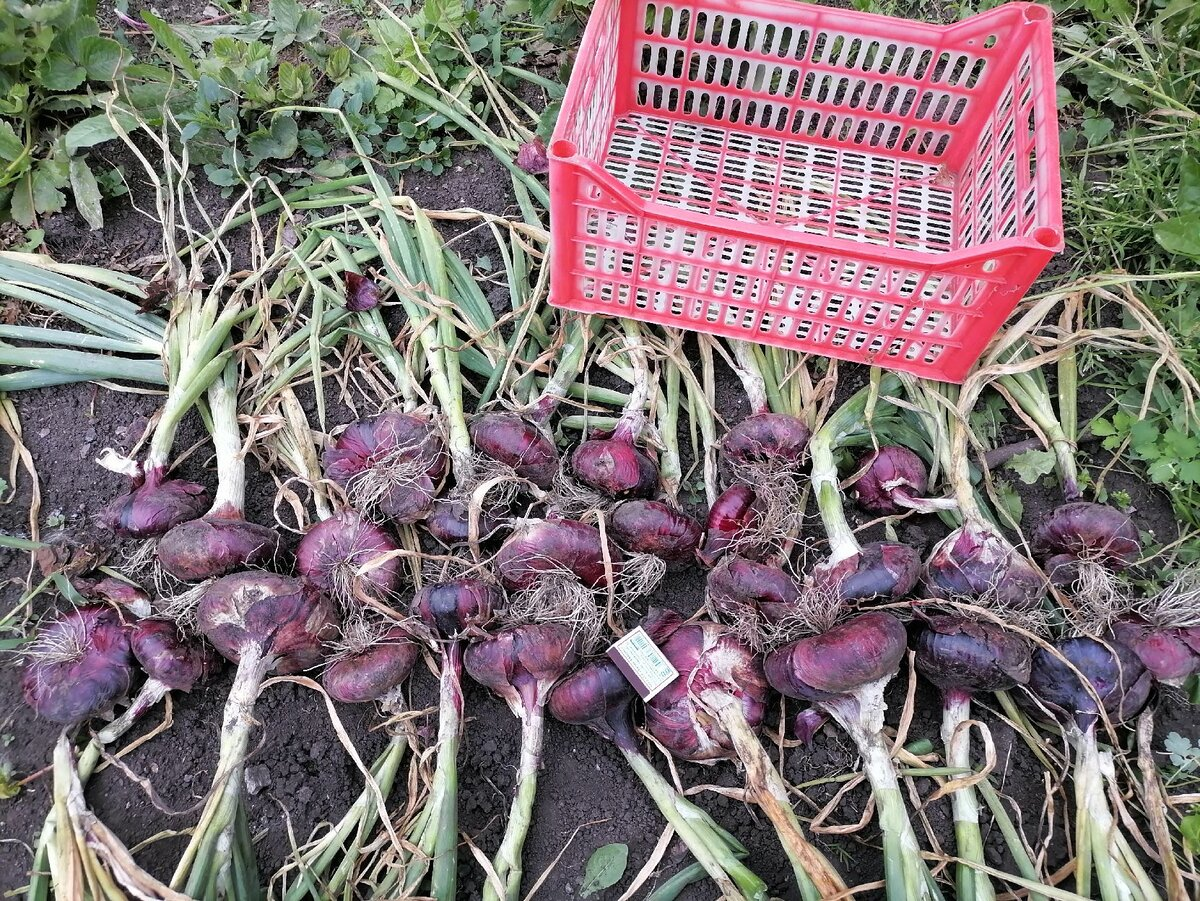 Мой первый урожай Ялтинского красного в Сибири, Кемерово, фото автора