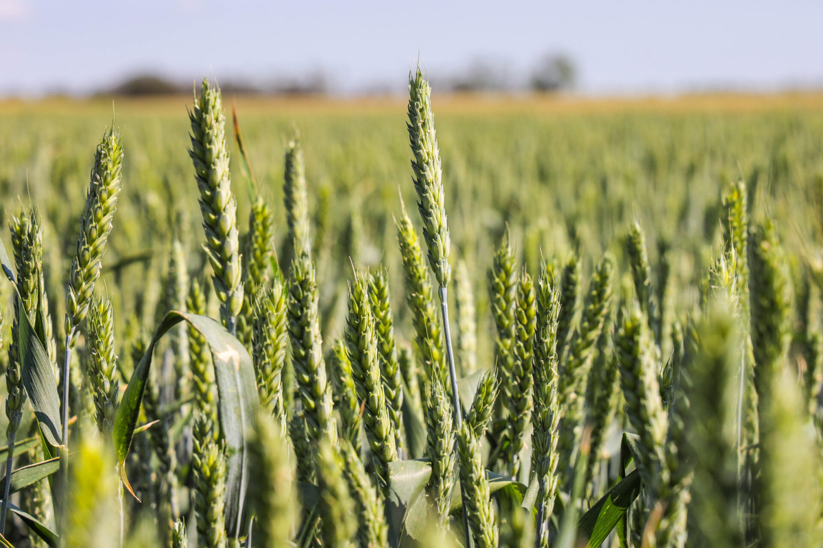    Фото: ТРК «Таврия»