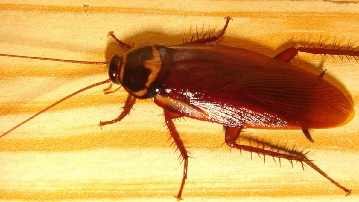 Американский таракан