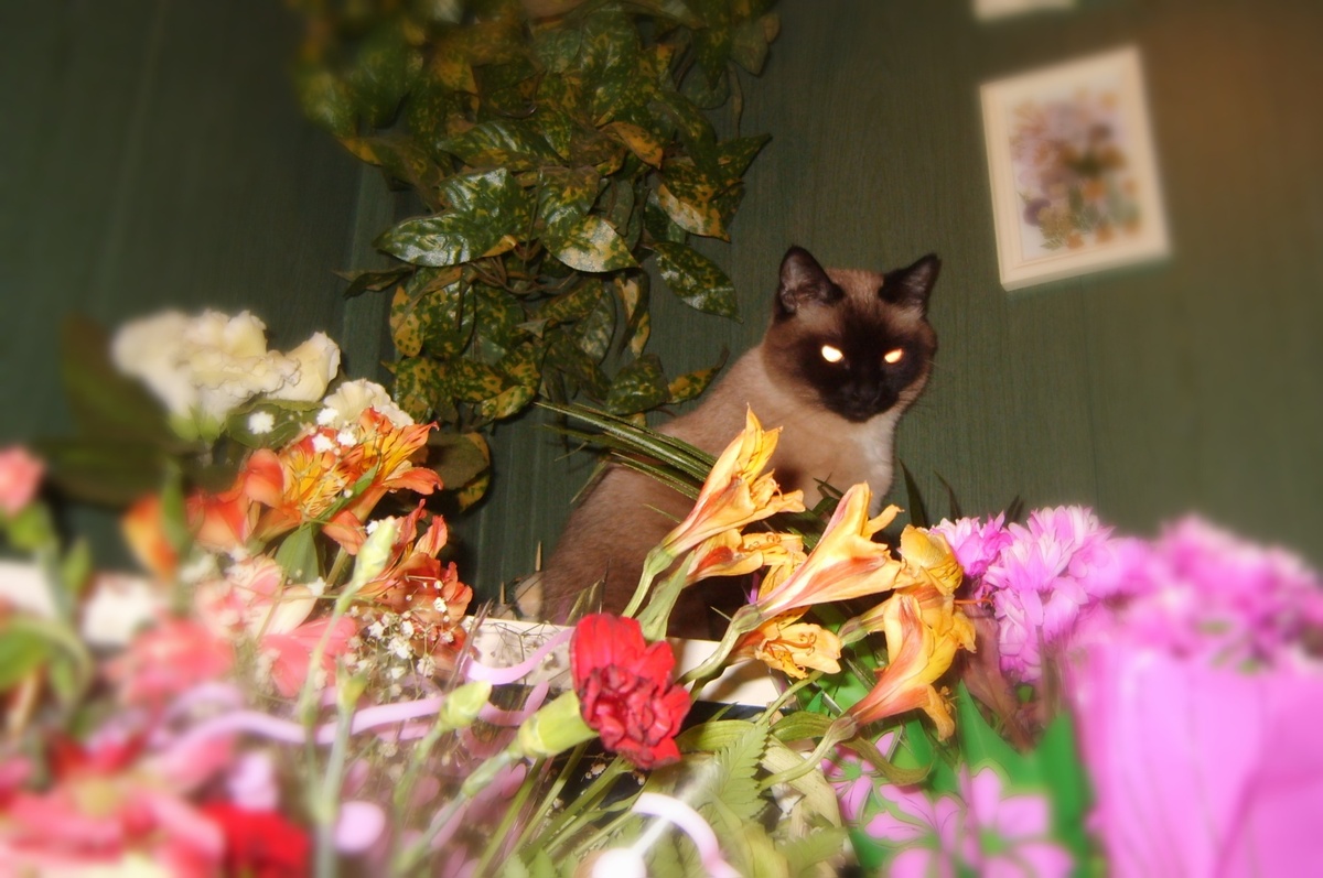 Чарли — тайский кот, покоривший наши сердца!