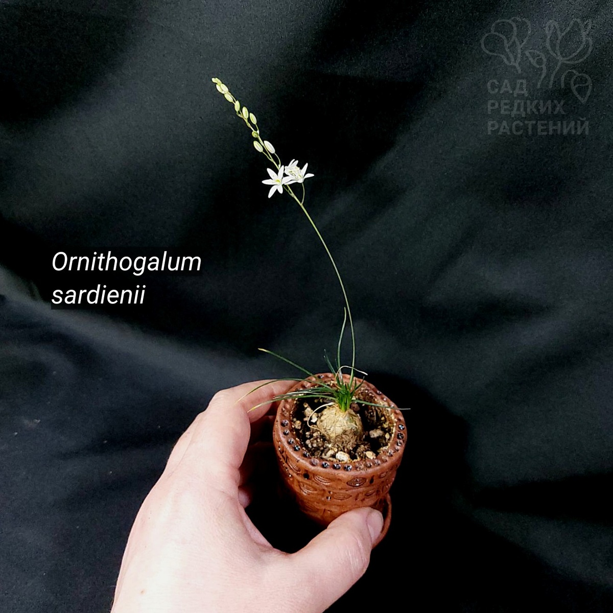 Орнитогалум сардиении Ornithogalum sardienii