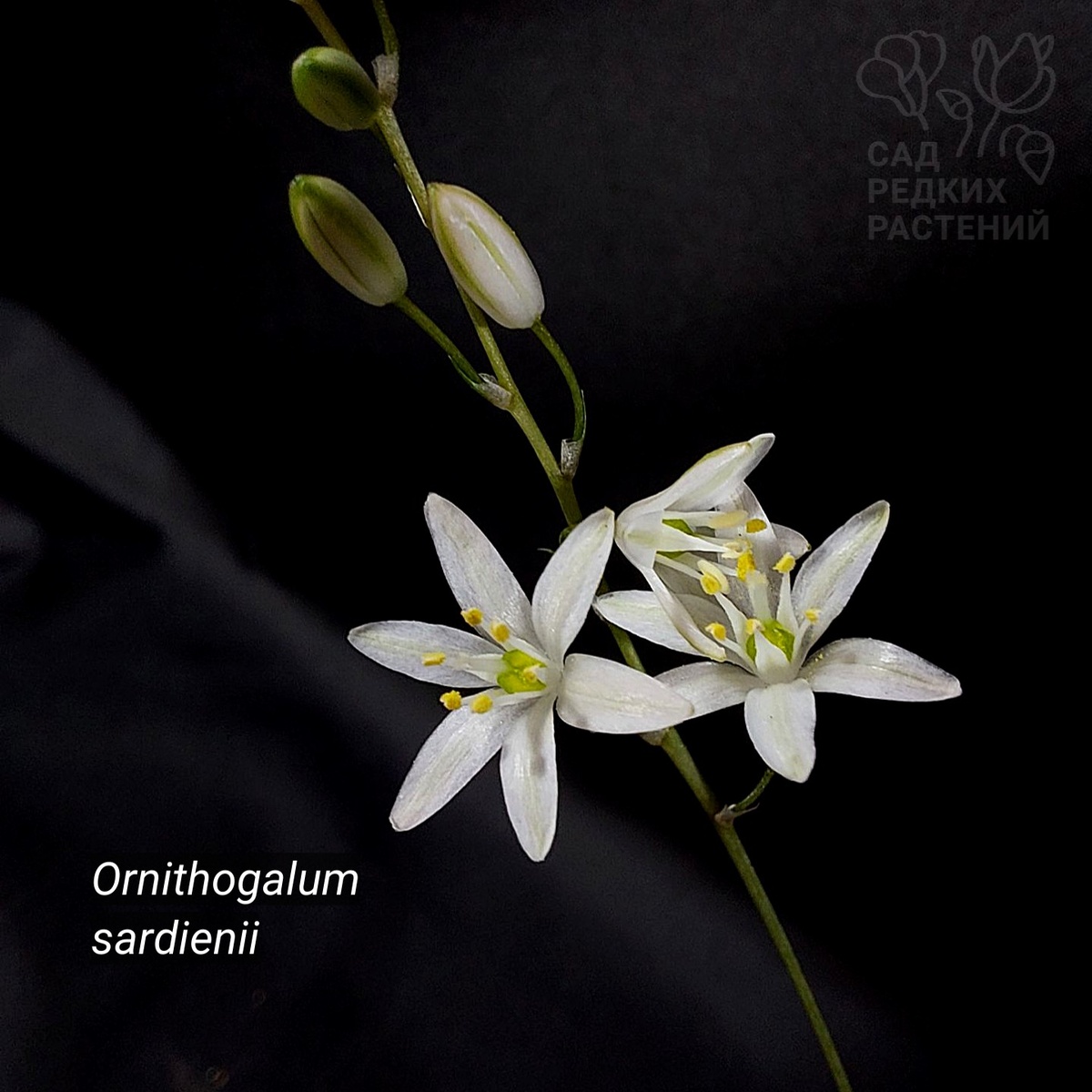 Орнитогалум сардиении Ornithogalum sardienii