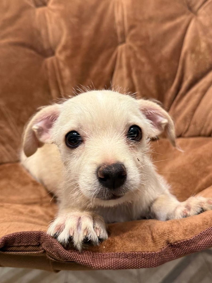 Ищет дом Добряш, очаровательный щенок из приюта Домик Мелкашей