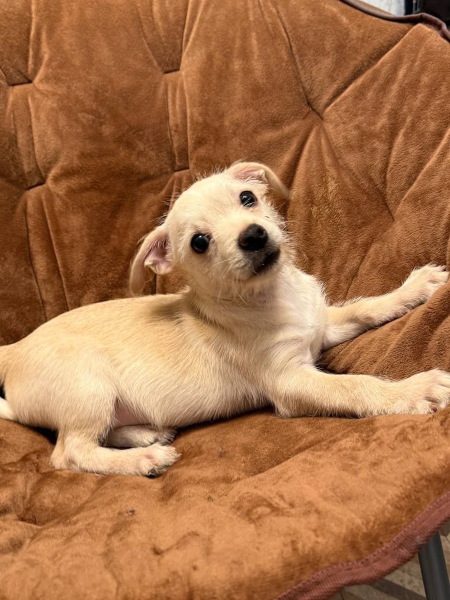 Ищет дом Добряш, очаровательный щенок из приюта Домик Мелкашей