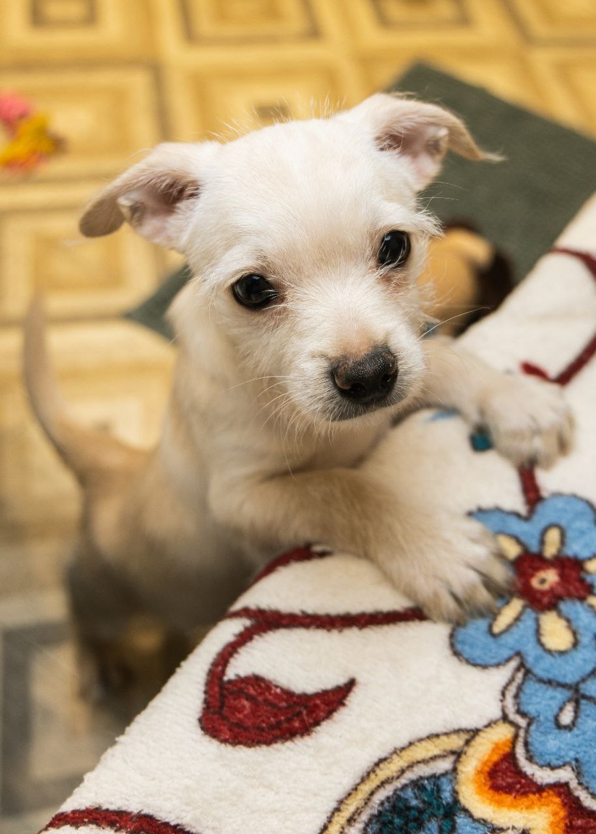 Ищет дом Добряш, очаровательный щенок из приюта Домик Мелкашей