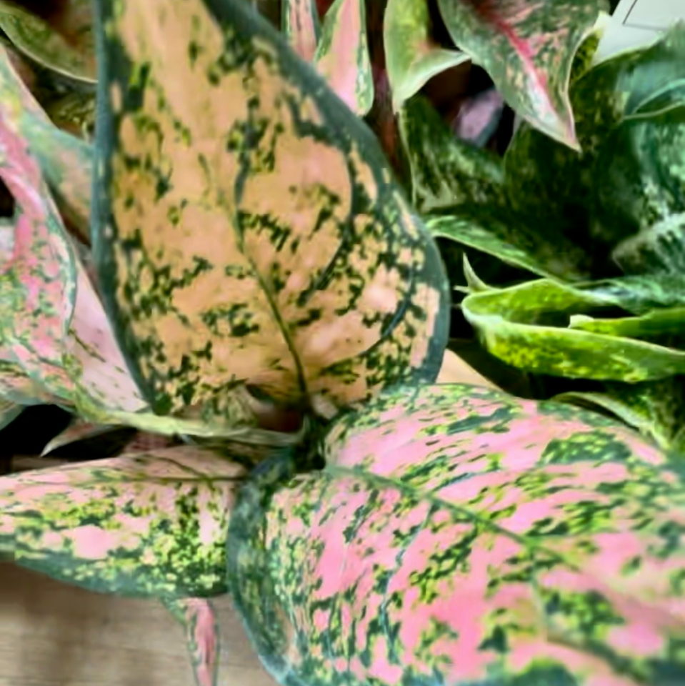 Оранж Твист