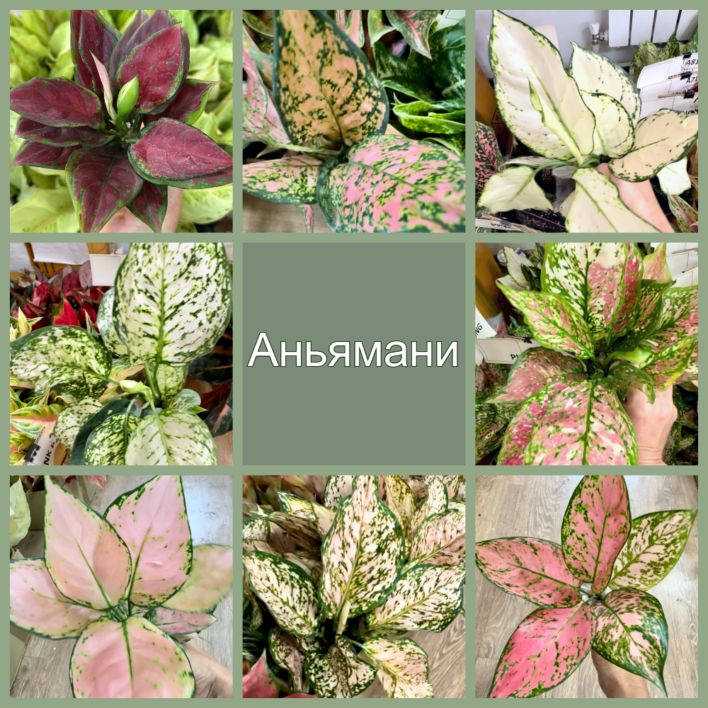 Блэк Марун, Оранж Твист, Супер Вайт, Аньямани Гулап, Аньямани Триколор, Свит Пинк Аньямани, Пич Аньямани, Валентайн.