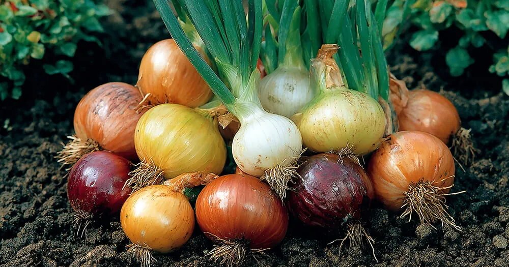 Чем подкормить лук для роста и зелени: план на весь сезон