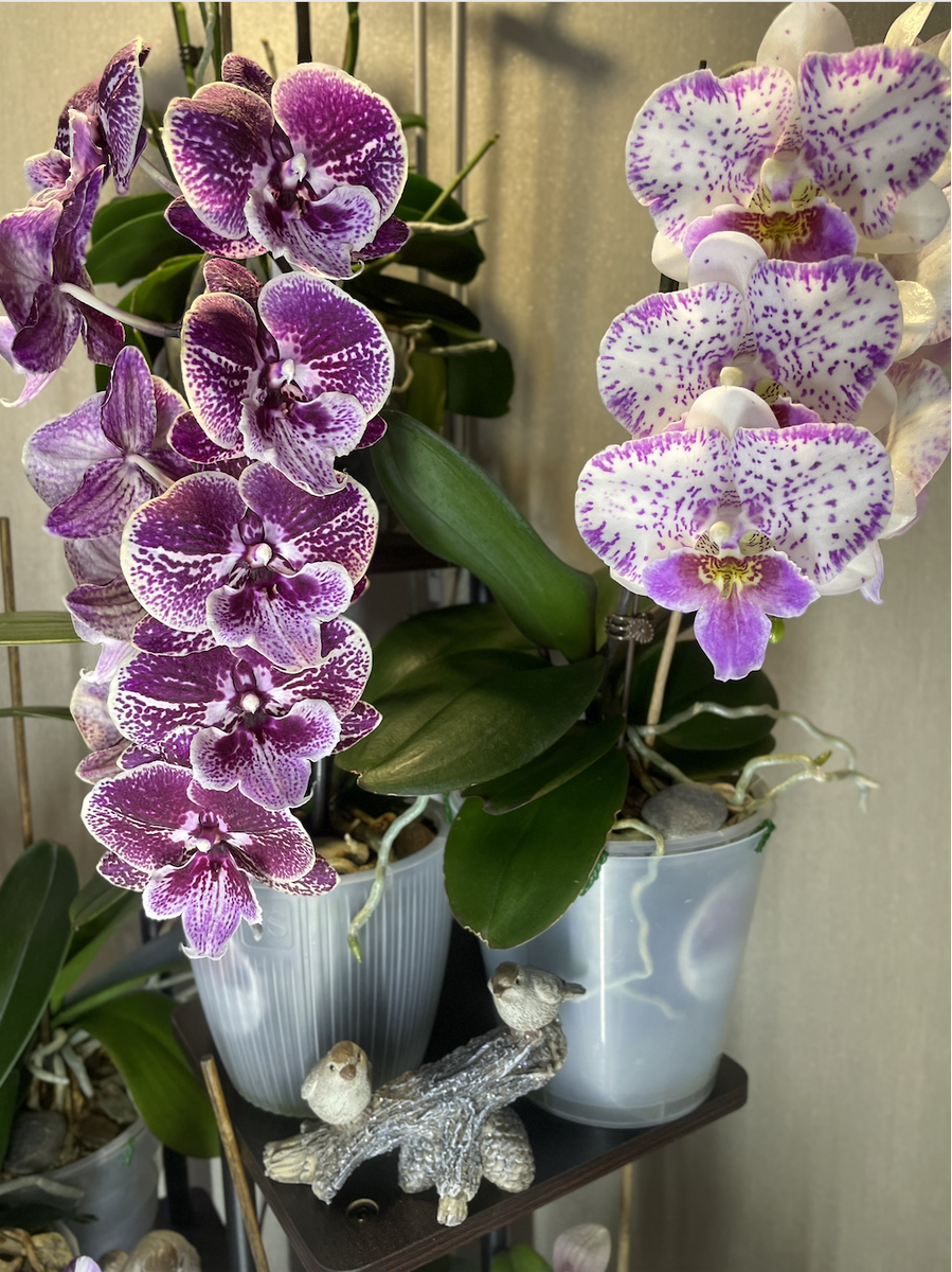 Орхидеи фаленопсис Салли Биг Лип и Шалу Роуз. Орхидеи С Еленой Кузнецовой