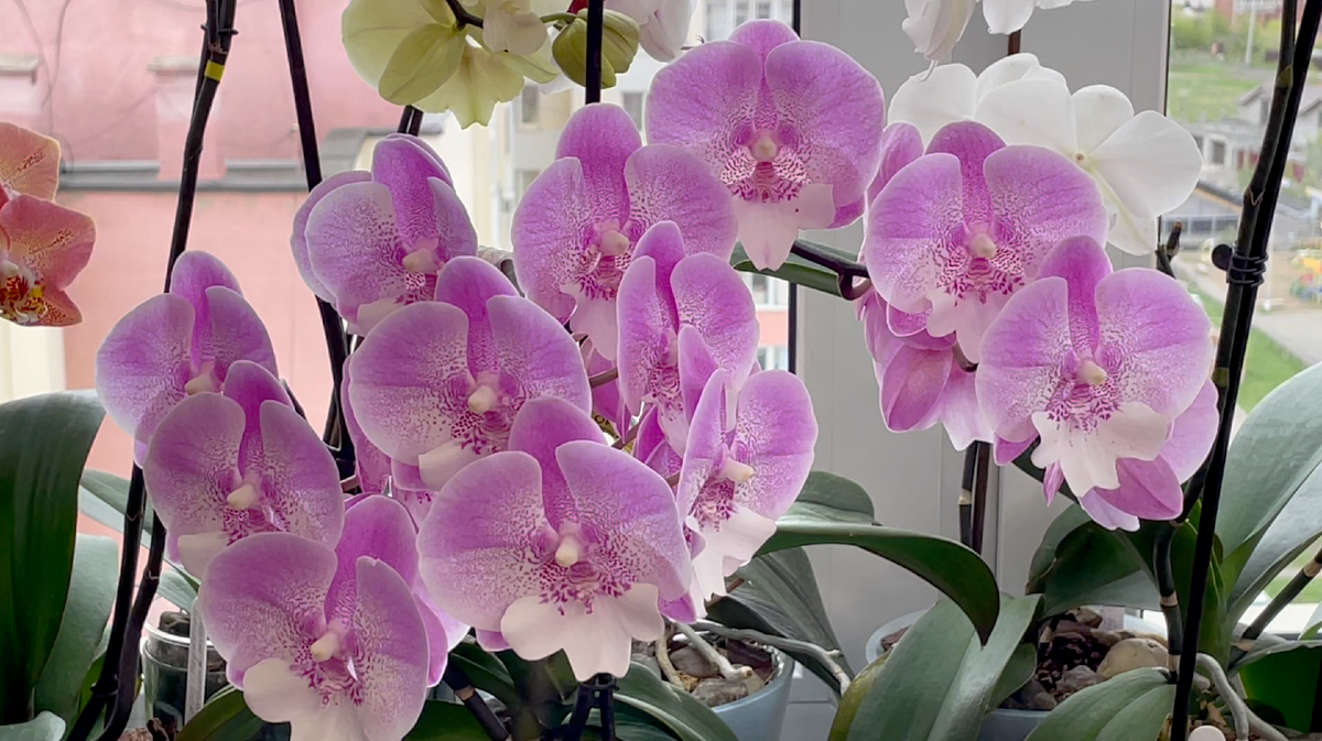 Орхидея фаленопсис Русалка Биг Лип / Phalaenopsis Lianher Mermaid. Орхидеи С Еленой Кузнецовой
