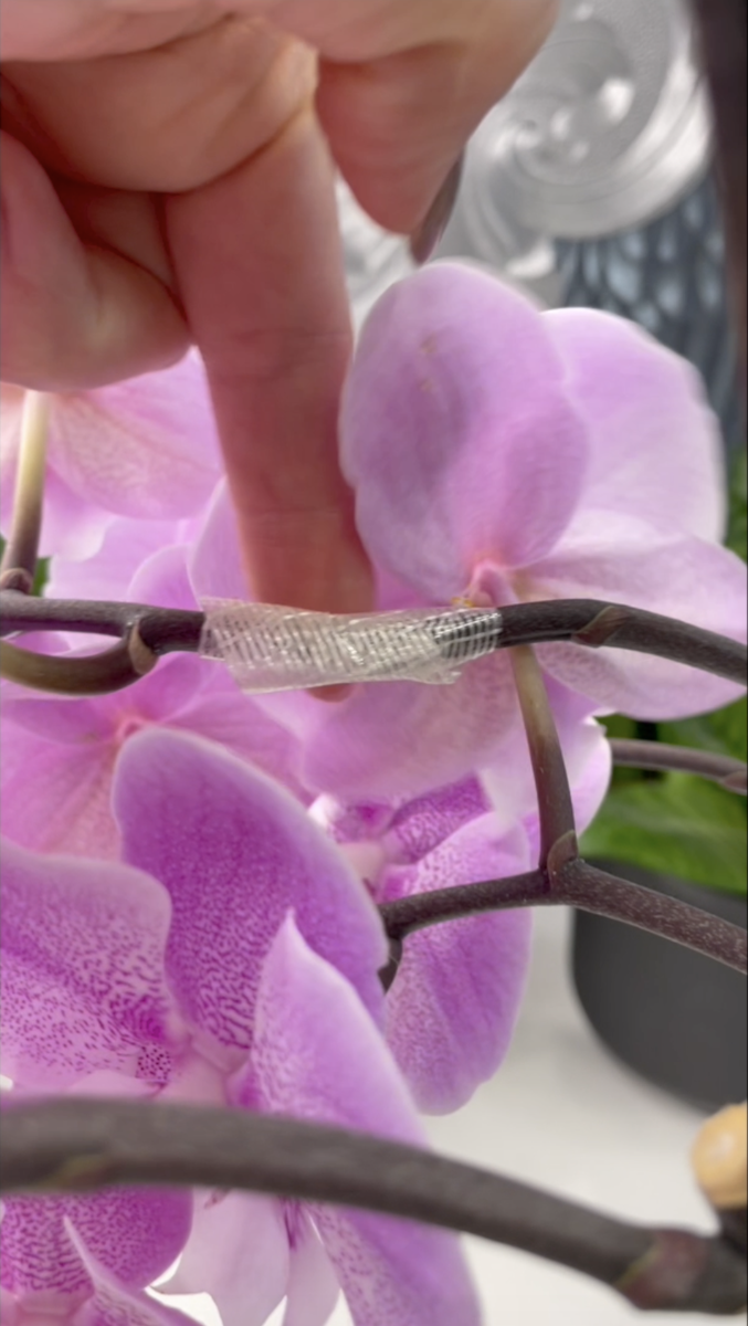 Орхидея фаленопсис Русалка Биг Лип / Phalaenopsis Lianher Mermaid. Орхидеи С Еленой Кузнецовой