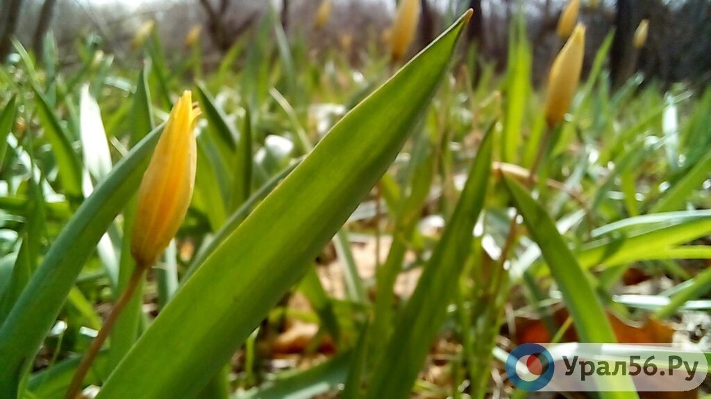    Следующие длинные выходные ждут жителей Оренбургской области только через два месяца