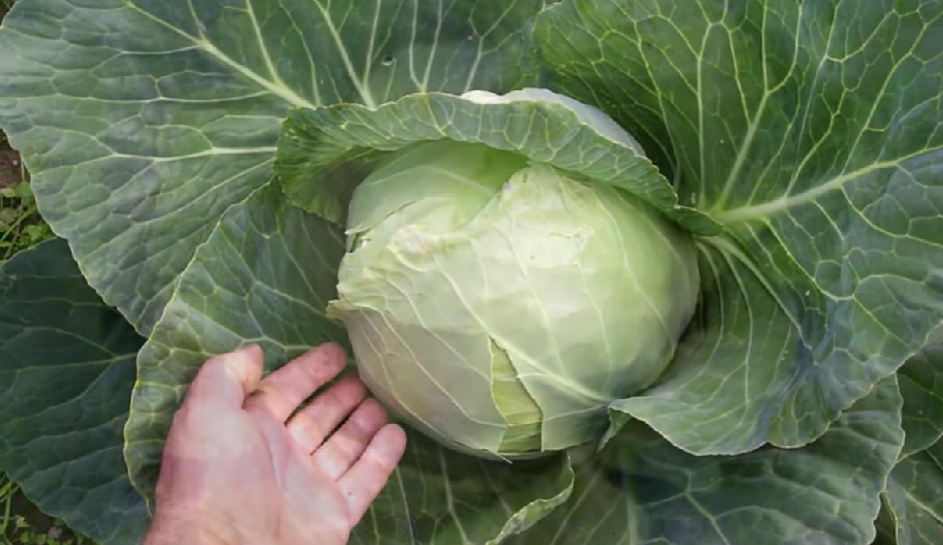 Капуста июньская