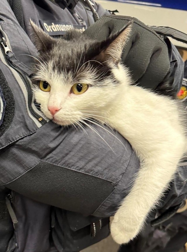 Изображение взято с сайта https://s00.yaplakal.com/pics/pics_preview/0/7/6/20766670.jpg