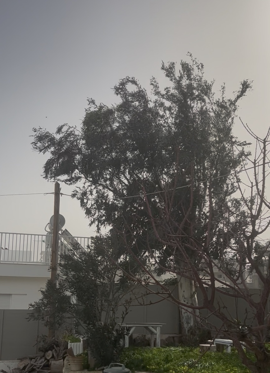 Ветер перемен дует на дерево (фото автора)