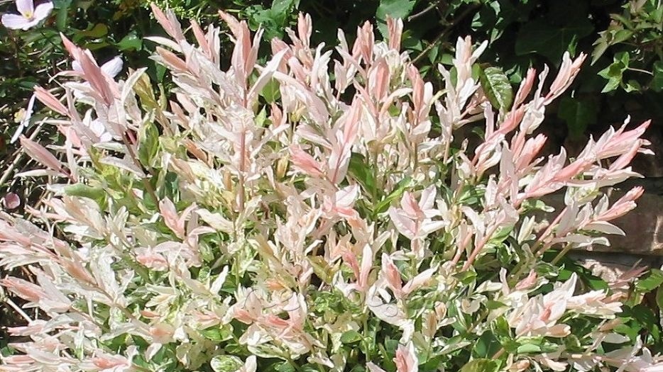 Нежная и изысканная ива Хакуро Нишики.