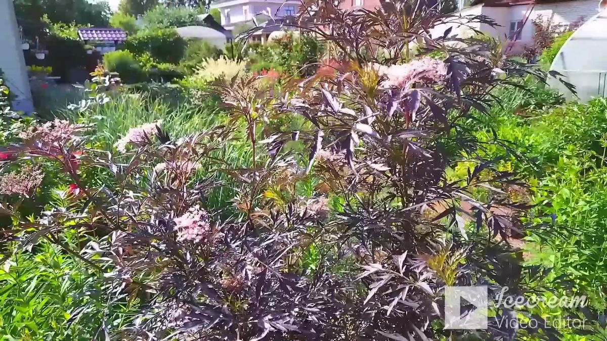 Деревья и кустарники формируют структуру территории, 