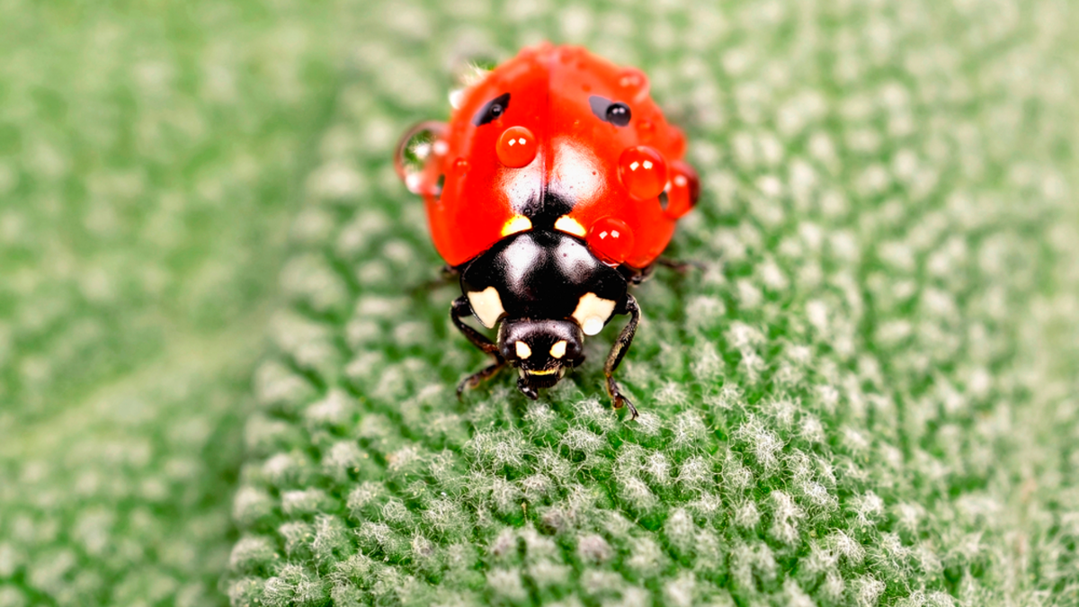 Одна божья коровка съедает до 100 тлей за день - природная защита лучше любой химии