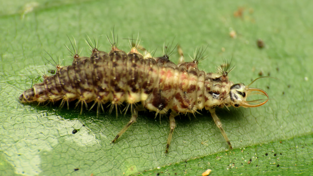 Личинка златоглазки выглядит устрашающе, но это наш главный союзник в борьбе с тлей