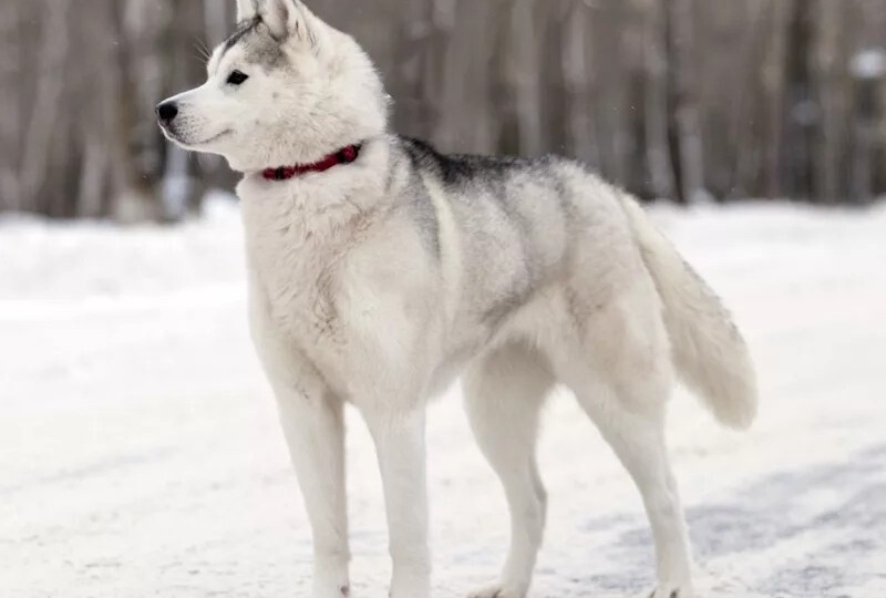 Трагедия, которой не суждено случиться