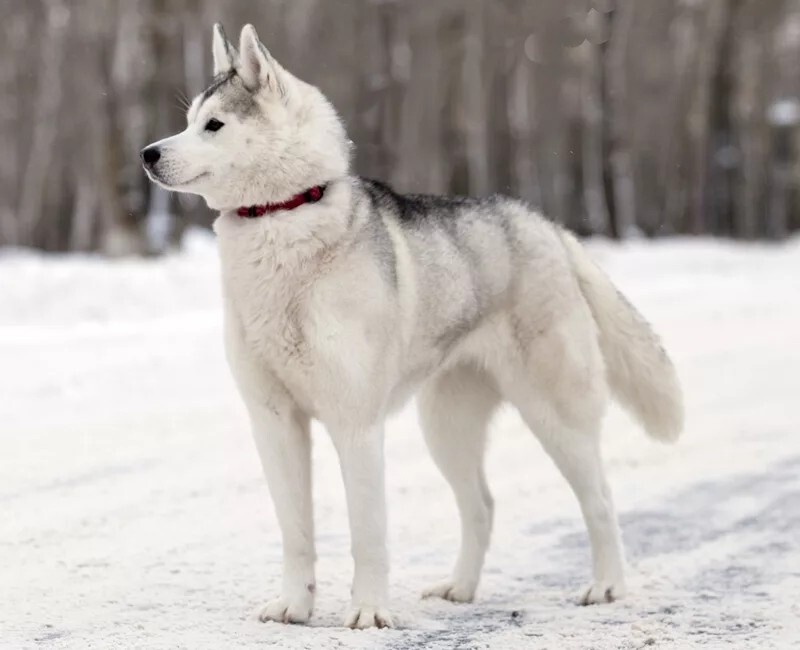 Фото из Яндекса 