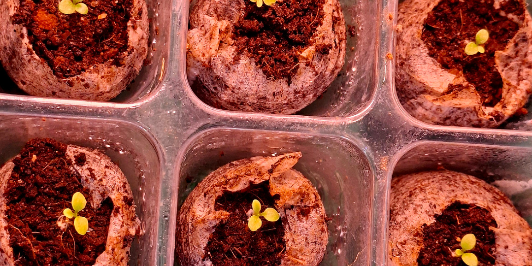 SOS: петуния взошла, что дальше?