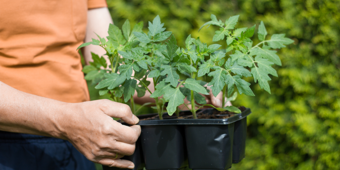 Отказался от досветки рассады томатов. Крепкие стебли выросли при +16 градусах