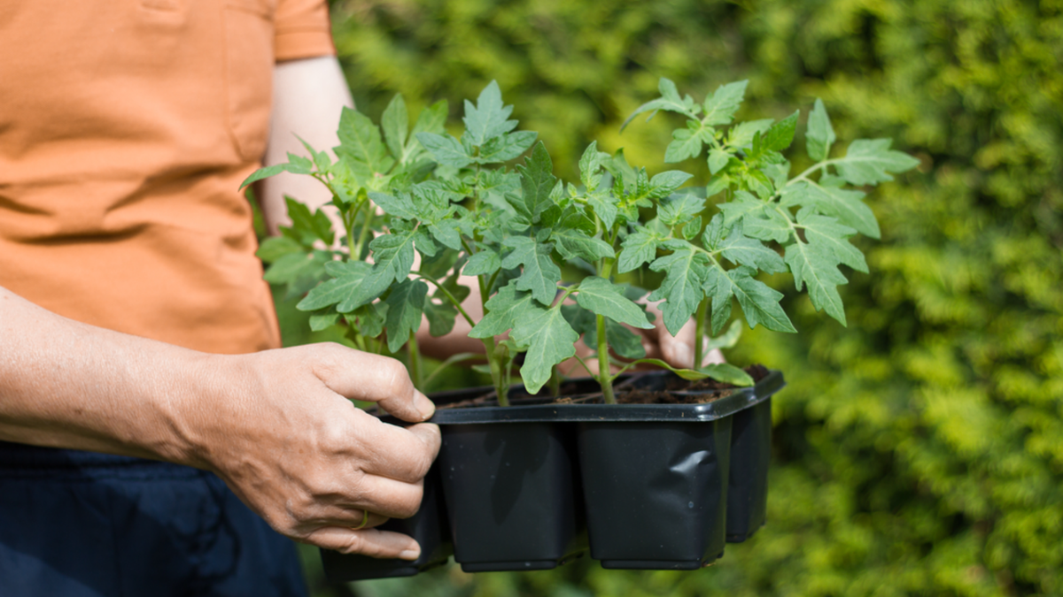 Рассада без досветки в два раза крепче