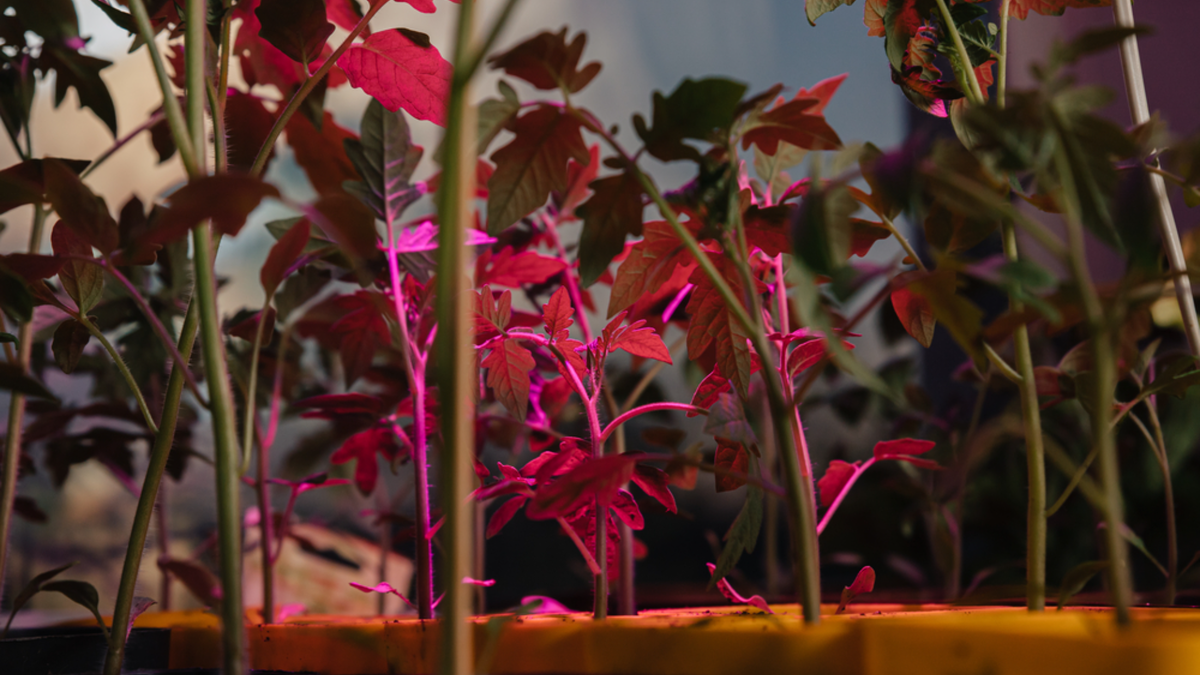 Классический результат досветки при +22-24 градусах