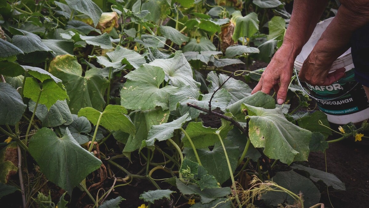    Ростов, пора сажать! Эксперт объяснила дачникам, когда и что сеять в ма   1MI