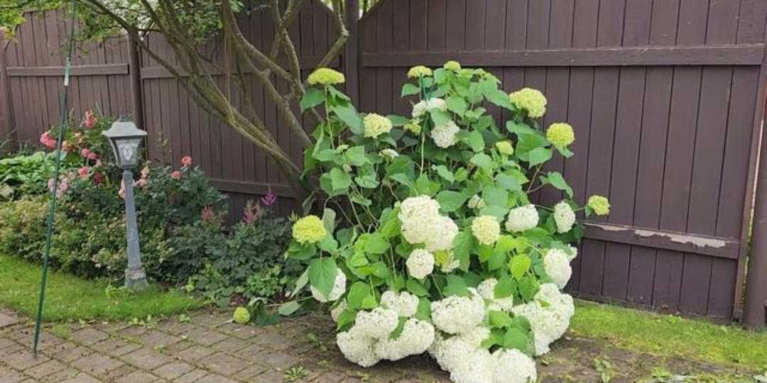 Стригу метельчатую гортензию ранней весной коротко. Ветки выдерживают любой вес соцветий