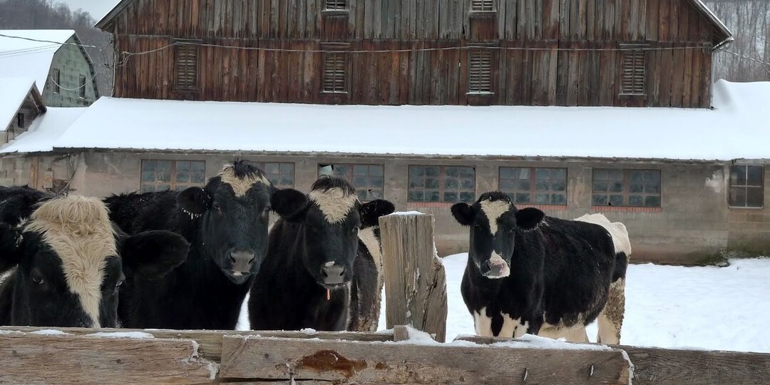 Карантин в Новосибирской области: как фермеры борются за скот и что делать владельцам хозяйств