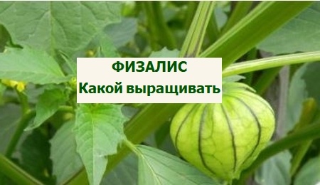 сорта физалиса