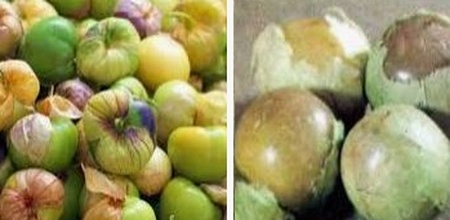 физалис грибовский