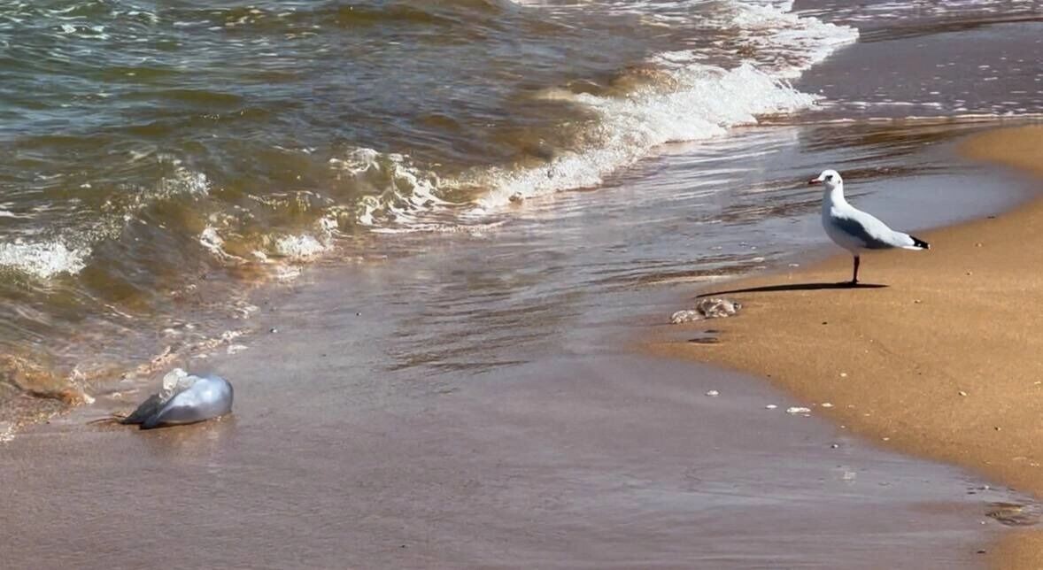    Зоолог объяснил, могут ли медузы оставить Азовское море без рыбы   rostovgazeta.ru