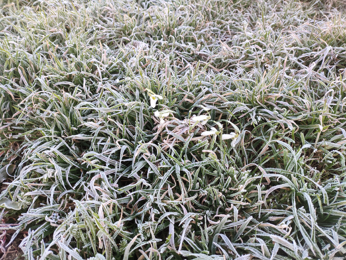 Снова заиндевевшие подснежники