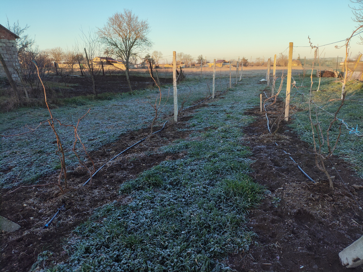 Побелевшая трава на винограднике