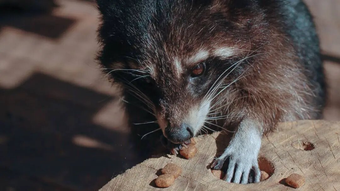    Источник: vm.ru/ Евгений Агапов