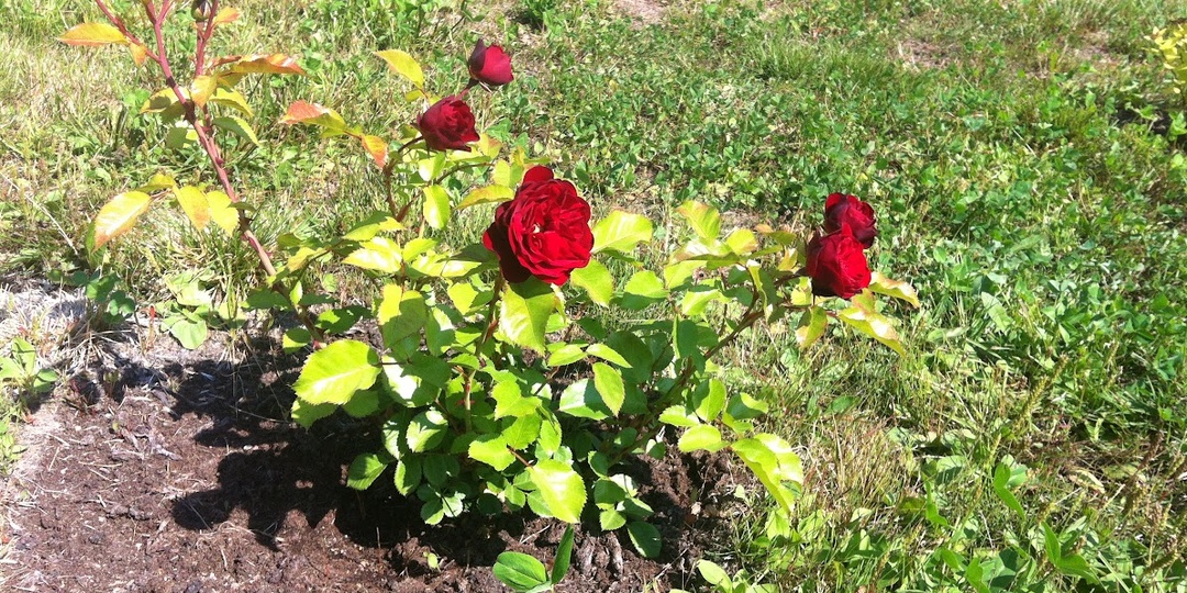 Второй сад: уроки из опыта?