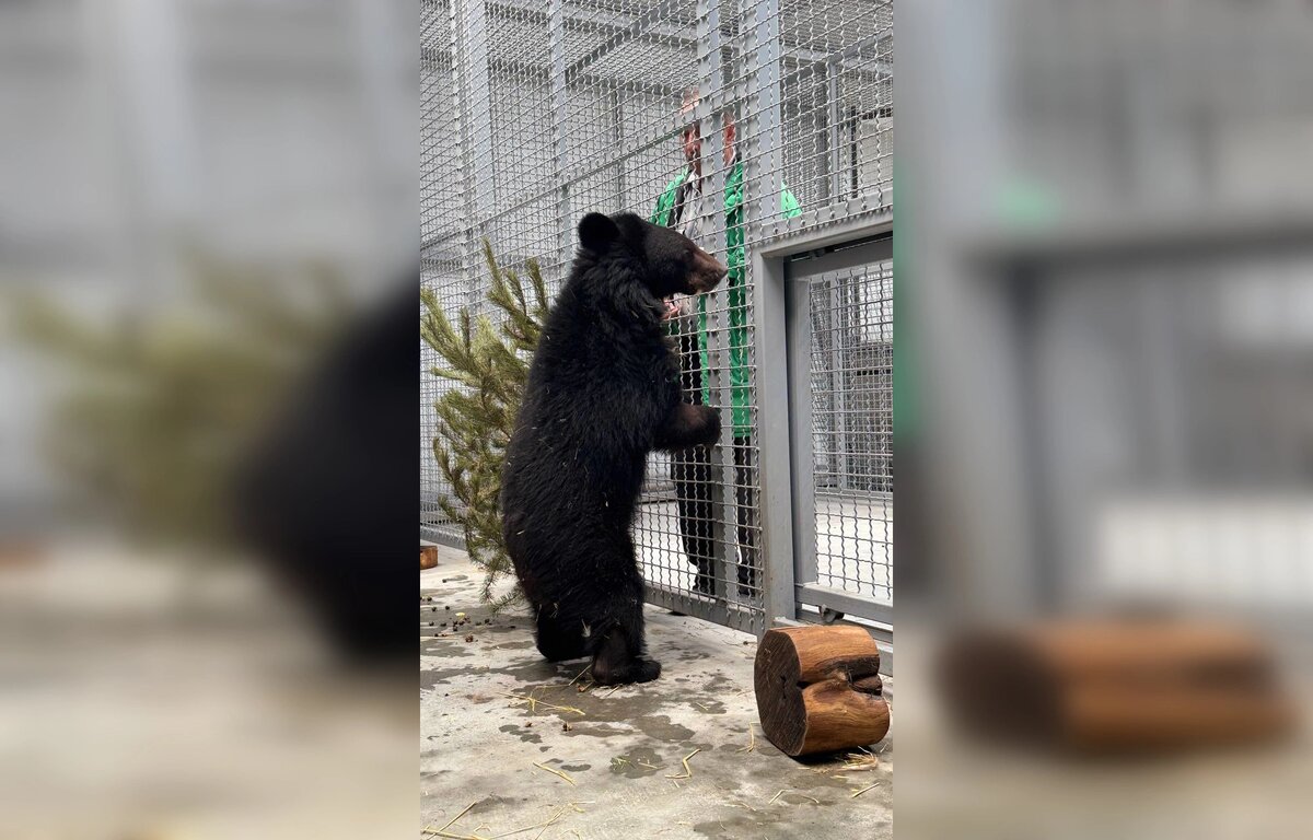    Фото: Парк птиц "Малинки"