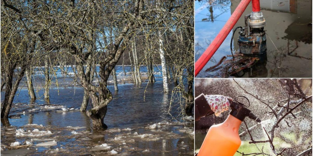 Участок затопило паводком? Рассказали, какие садовых культуры больше всего боятся этого явления, как поскорее отвести воду и помочь деревьям
