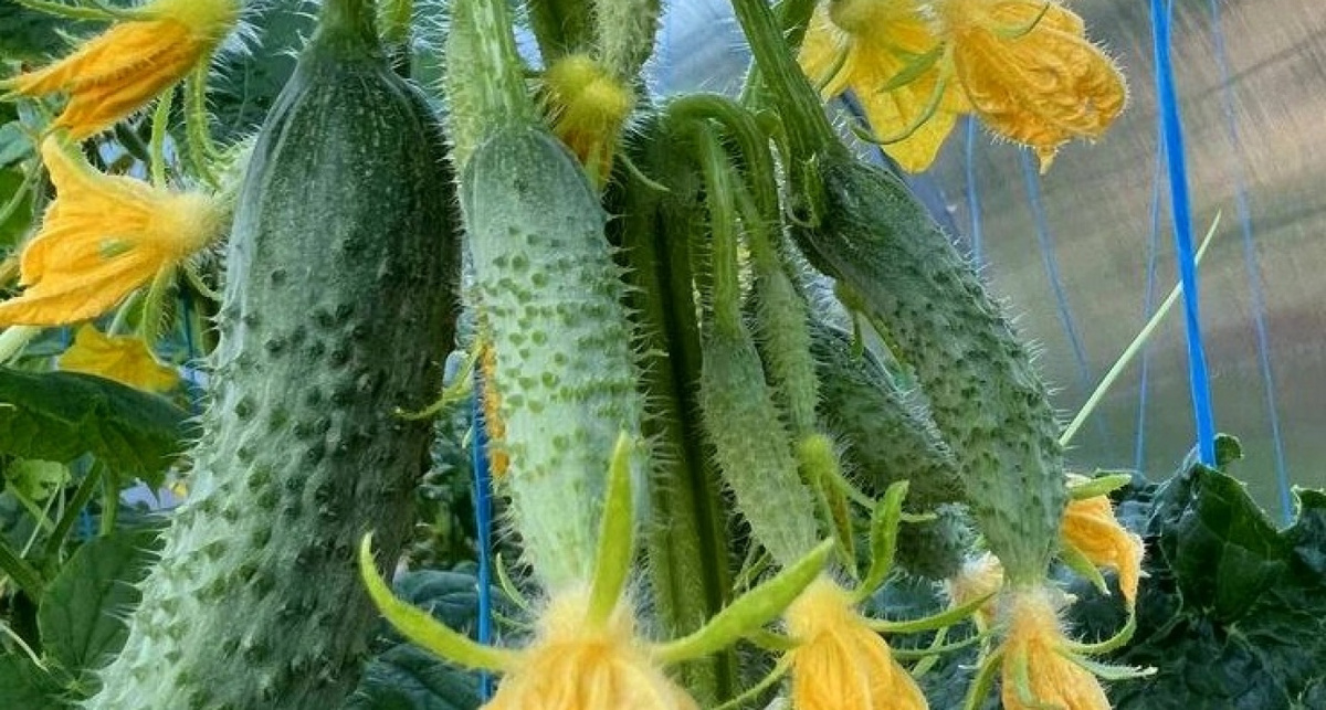    Фото: Дзен-канал "Моя успешная дача"