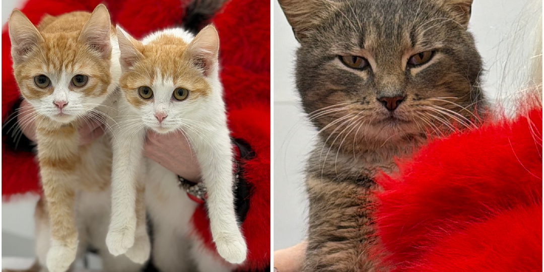 Котики держались из последних сил на передовой, в мороз - 20