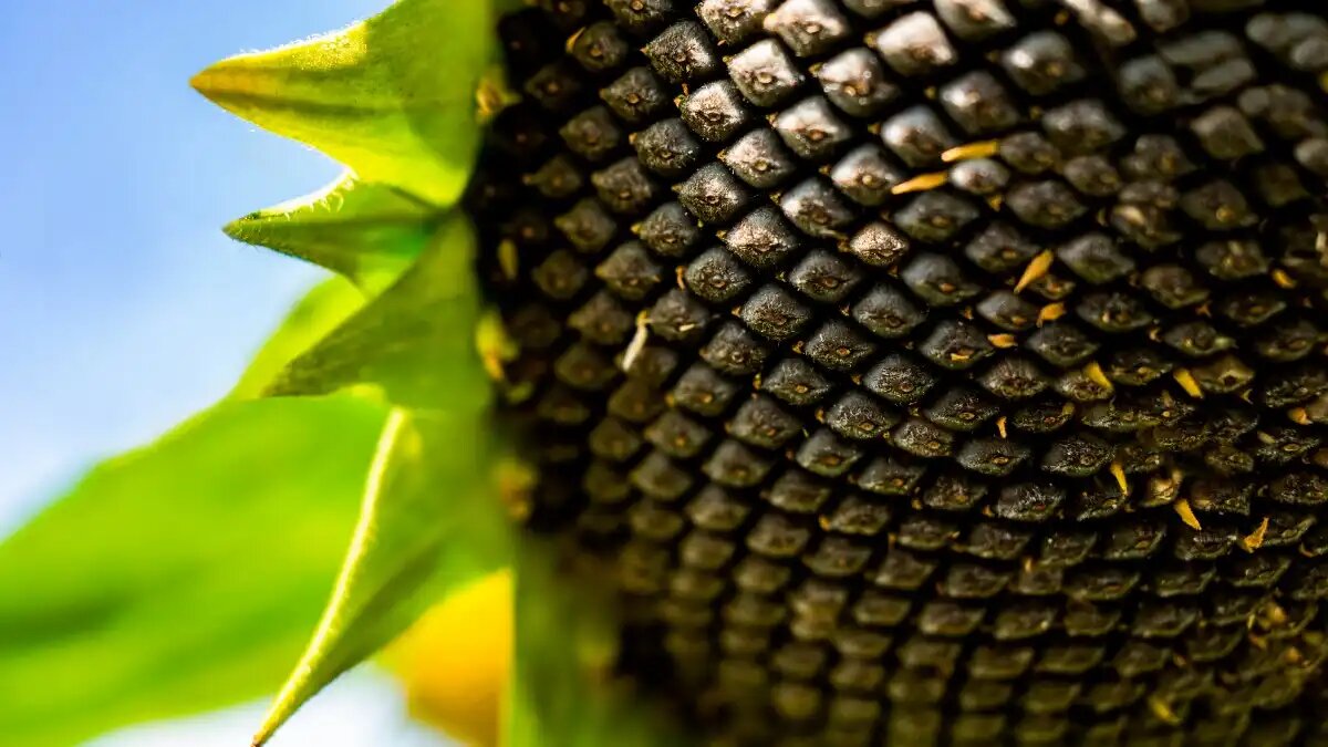 Фото: «Щелково Агрохим»
Щелково Агрохим выставляет на торги 6000 единиц гибрида подсолнечника Ратник только на Поле.РФ