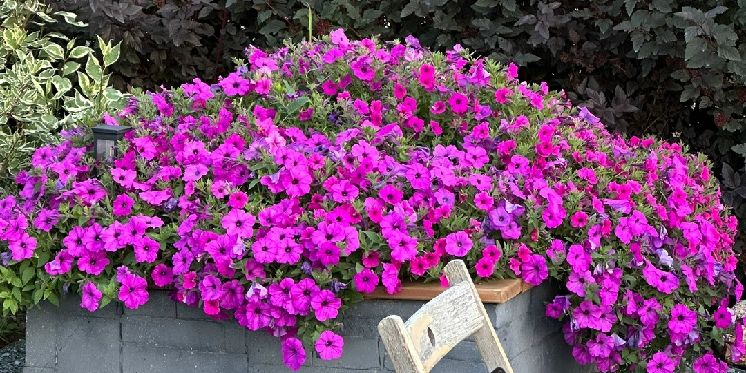 КОРОЛЕВА среди однолетников. Наши фавориты среди петунии