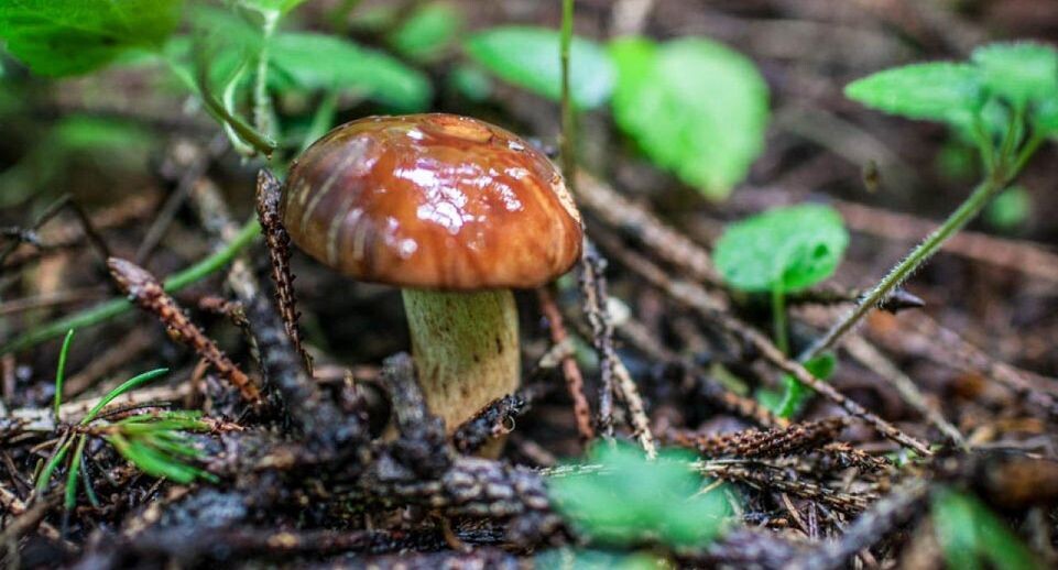    REGIONS/Роман Малышенко