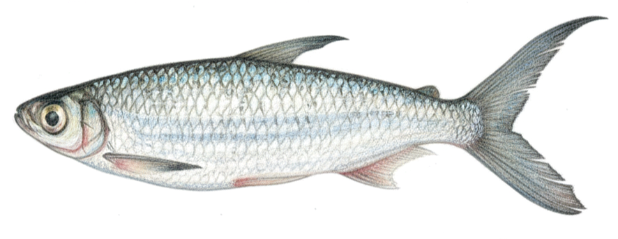 Alestes macrophthalmus