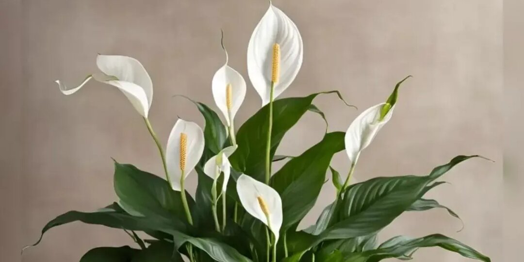 Подпитайте спатифиллум простым раствором из мумие и янтарной кислоты