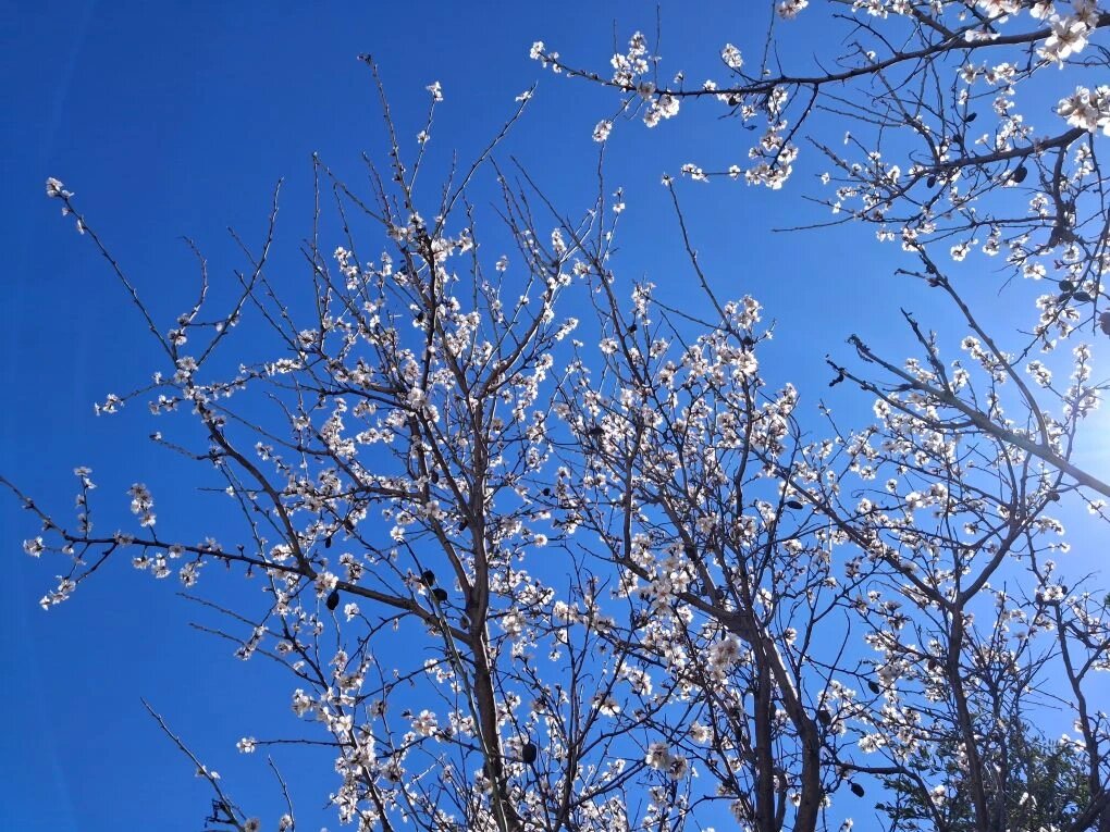 Цветет миндаль.